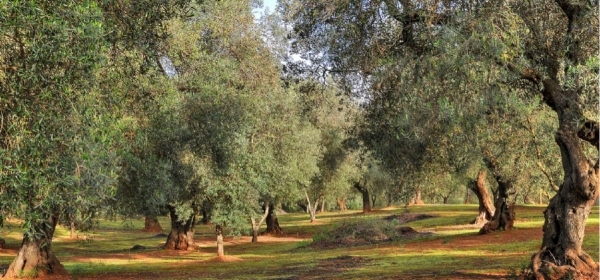 La guida mondiale Flos Olei premia l&#039;olio Batta